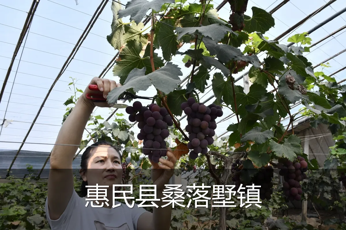 惠民县桑落墅镇