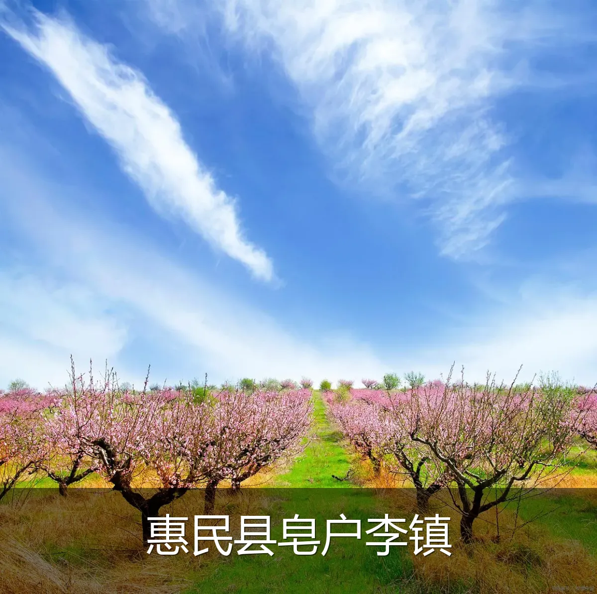 惠民县皂户李镇